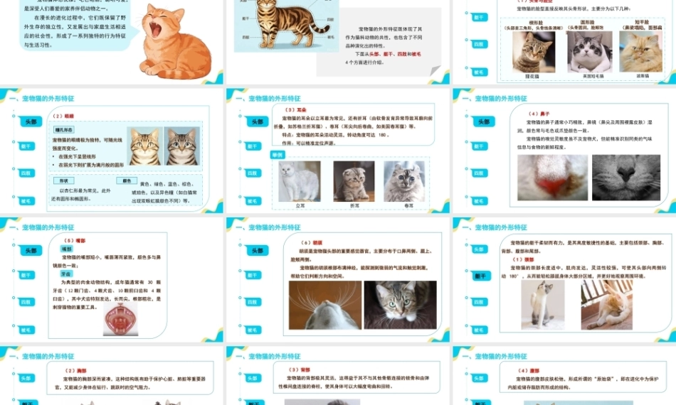 宠物饲养管理：宠物猫的饲养管理PPT教学课件.pptx