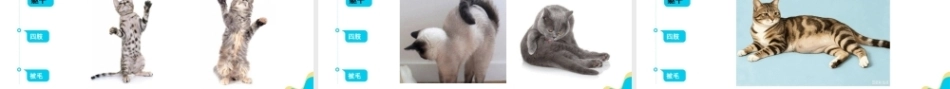 宠物饲养管理：宠物猫的饲养管理PPT教学课件.pptx