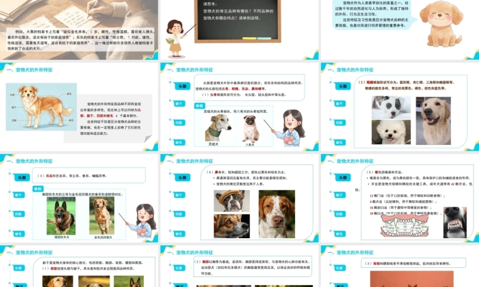 宠物饲养管理：宠物犬的饲养管理 PPT教学课件.pptx