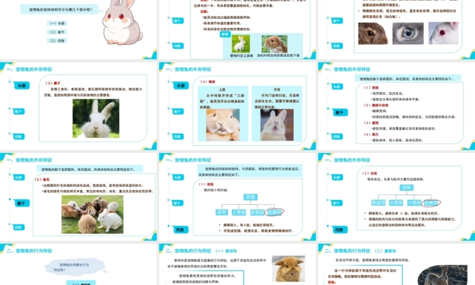 宠物饲养管理：宠物兔的饲养管理PPT教学课件.pptx
