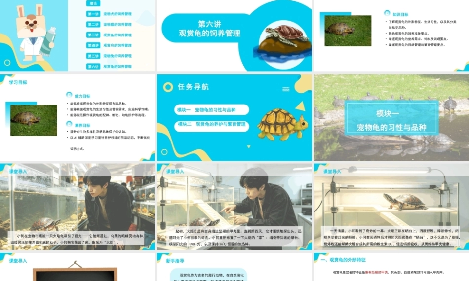 宠物饲养管理：观赏龟的饲养管理PPT教学课件.pptx