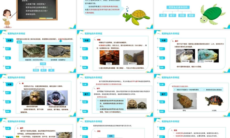 宠物饲养管理：观赏龟的饲养管理PPT教学课件.pptx