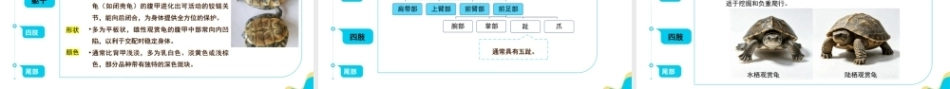 宠物饲养管理：观赏龟的饲养管理PPT教学课件.pptx