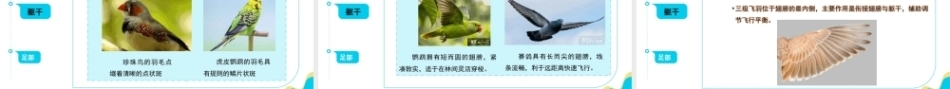 宠物饲养管理：观赏鸟的饲养管理PPT教学课件.pptx