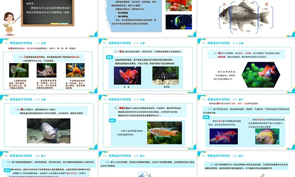 宠物饲养管理：观赏鱼的饲养管理PPT教学课件.pptx