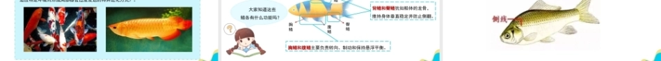 宠物饲养管理：观赏鱼的饲养管理PPT教学课件.pptx