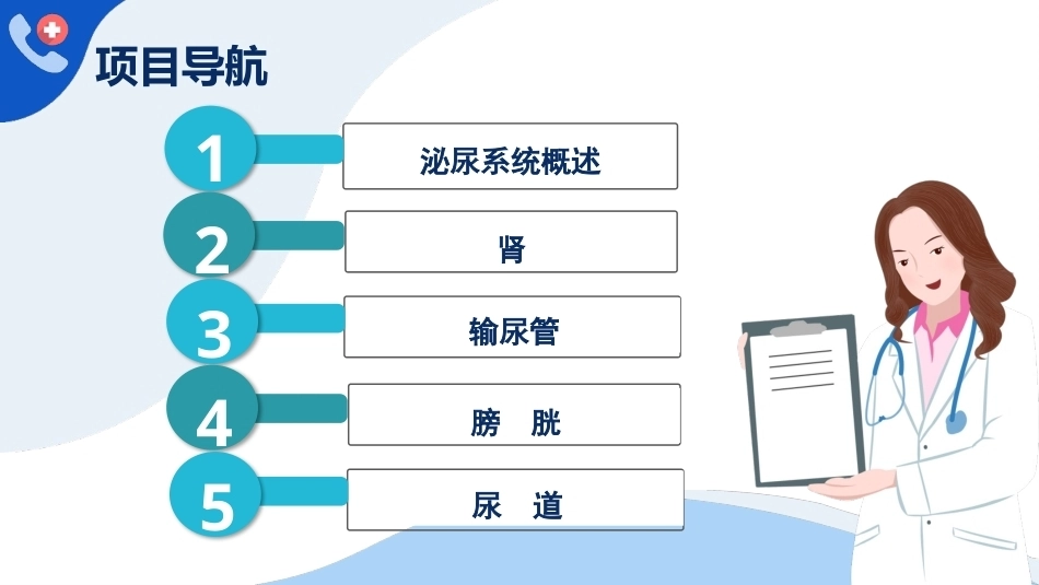 解剖学基础：泌尿系统PPT教学课件.pptx_第3页