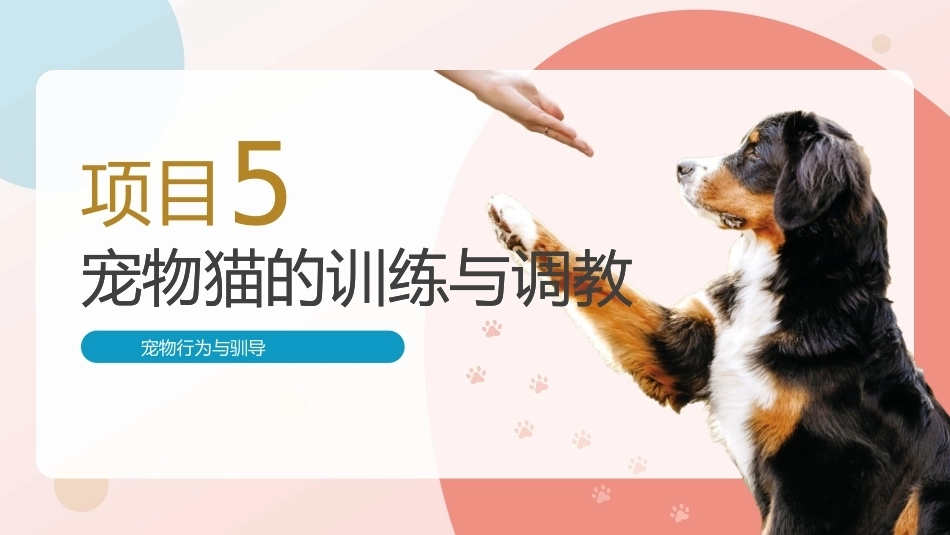宠物行为与驯导：宠物猫的训练与调教PPT教学课件.pptx_第1页