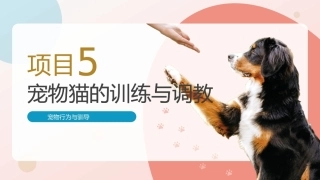 宠物行为与驯导：宠物猫的训练与调教PPT教学课件.pptx