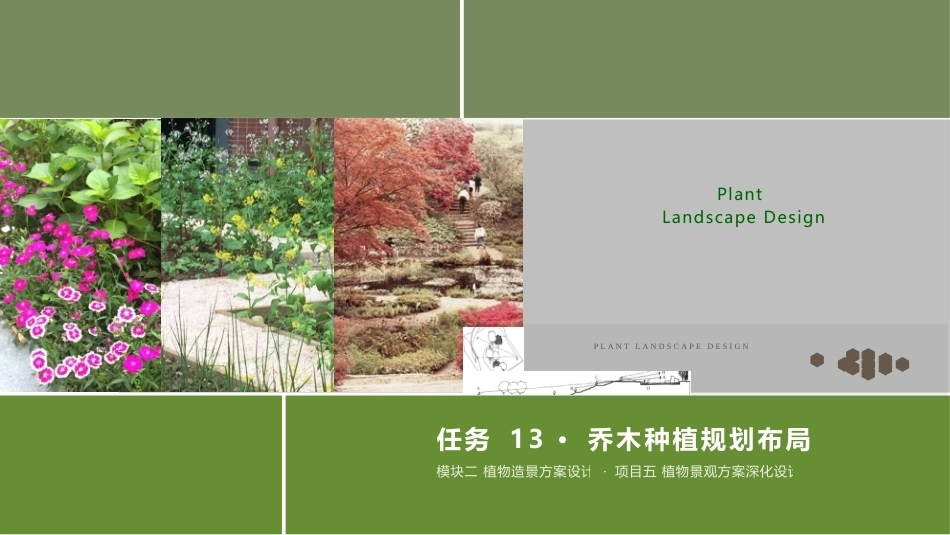 景观植物造景：乔木种植规划布局PPT教学课件.pptx_第1页