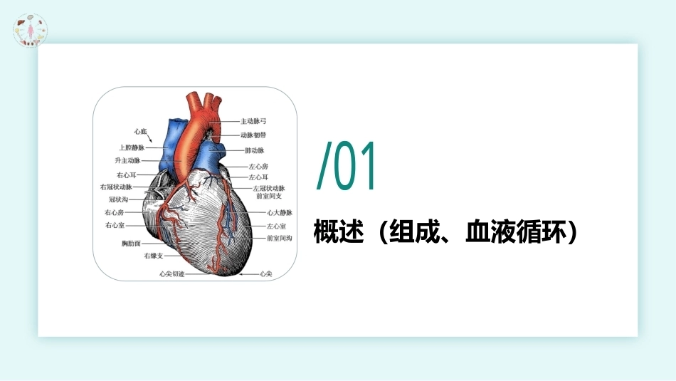 美容应用解剖（第2版）：脉管系统与美容操作安全PPT教学课件.pptx_第3页