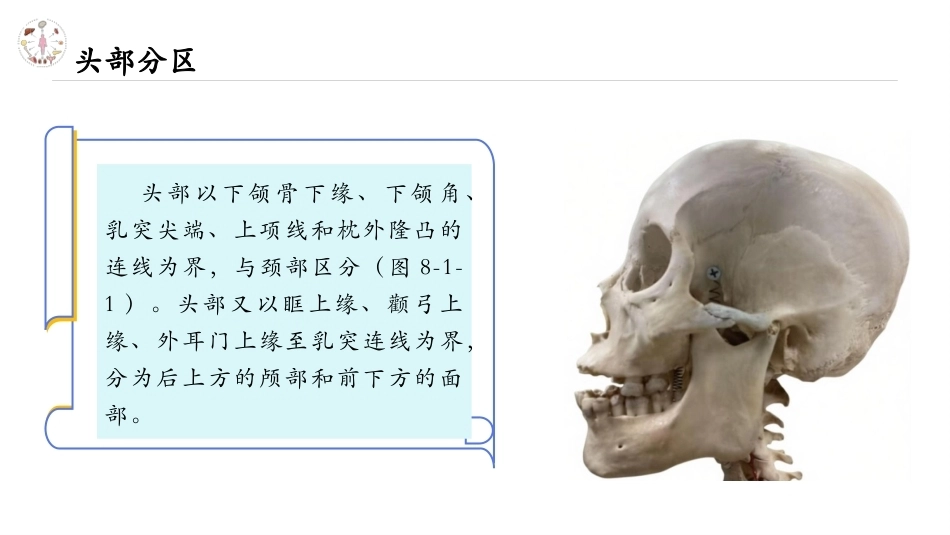 美容应用解剖（第2版）：头部解剖与容貌美学PPT教学课件.pptx_第2页