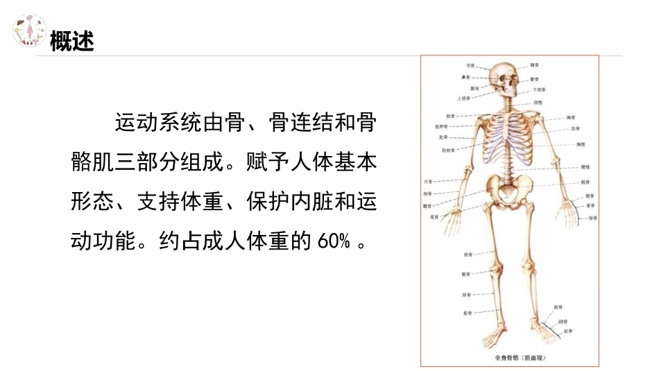 美容应用解剖（第2版）：运动系统与人体形态美PPT教学课件.pptx_第2页