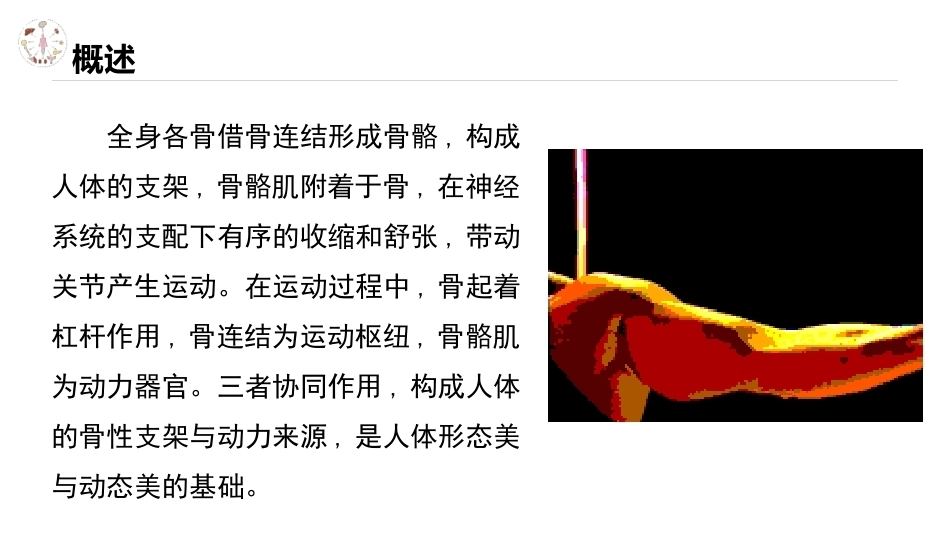 美容应用解剖（第2版）：运动系统与人体形态美PPT教学课件.pptx_第3页