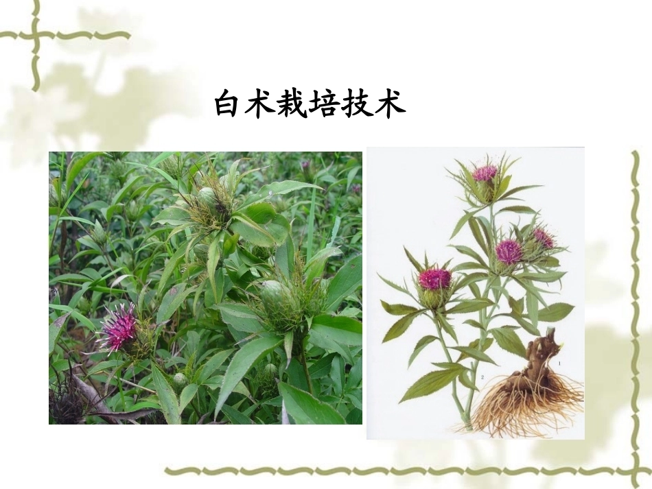 特种经济作物栽培技术微课版（第2版）：白术栽培技术PPT教学课件.ppt_第1页