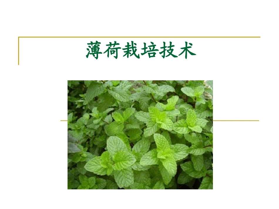 特种经济作物栽培技术微课版（第2版）：薄荷栽培技术PPT教学课件.pptx_第1页