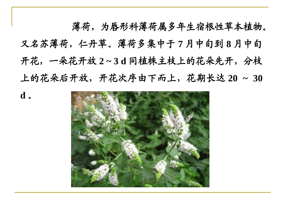 特种经济作物栽培技术微课版（第2版）：薄荷栽培技术PPT教学课件.pptx_第2页