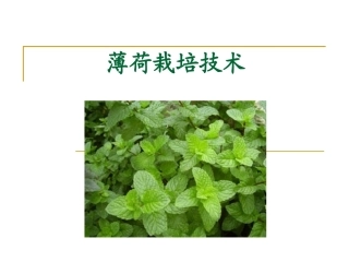 特种经济作物栽培技术微课版（第2版）：薄荷栽培技术PPT教学课件.pptx