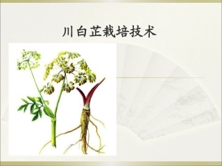 特种经济作物栽培技术微课版（第2版）：川白芷栽培技术PPT教学课件.pptx