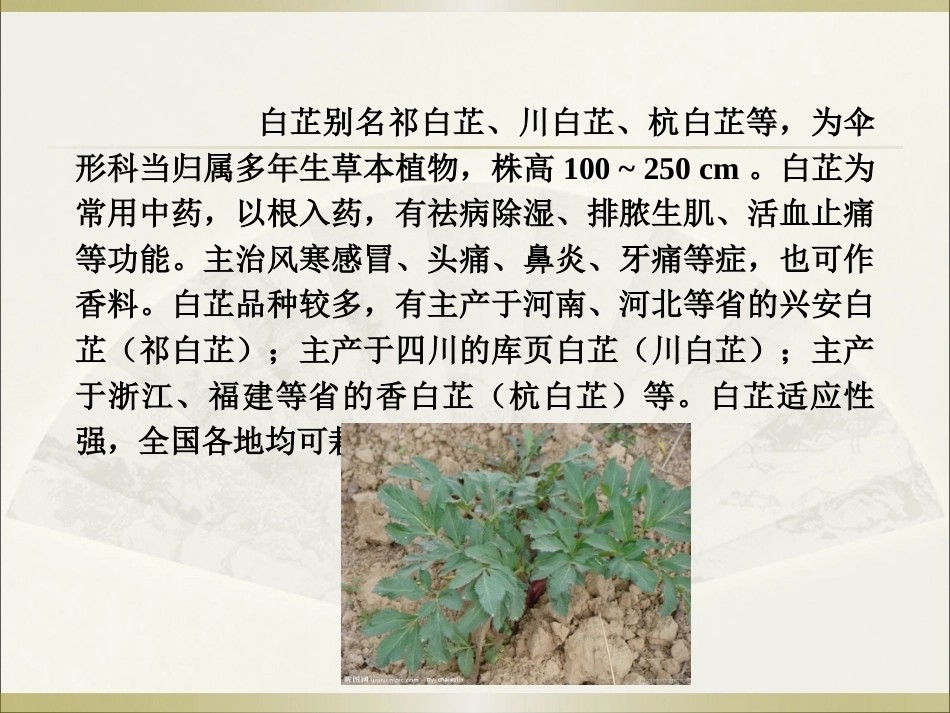 特种经济作物栽培技术微课版（第2版）：川白芷栽培技术PPT教学课件.pptx_第2页