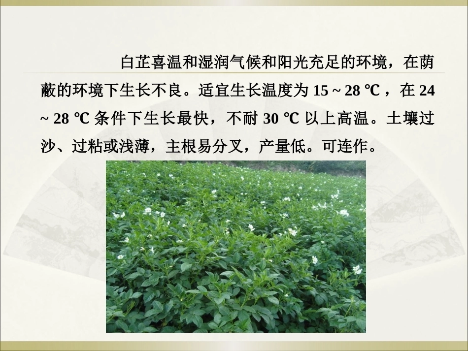 特种经济作物栽培技术微课版（第2版）：川白芷栽培技术PPT教学课件.pptx_第3页