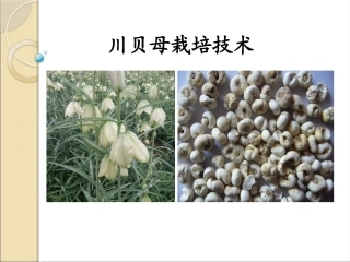 特种经济作物栽培技术微课版（第2版）：川贝母栽培技术PPT教学课件.pptx