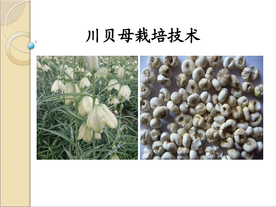 特种经济作物栽培技术微课版（第2版）：川贝母栽培技术PPT教学课件.pptx_第1页