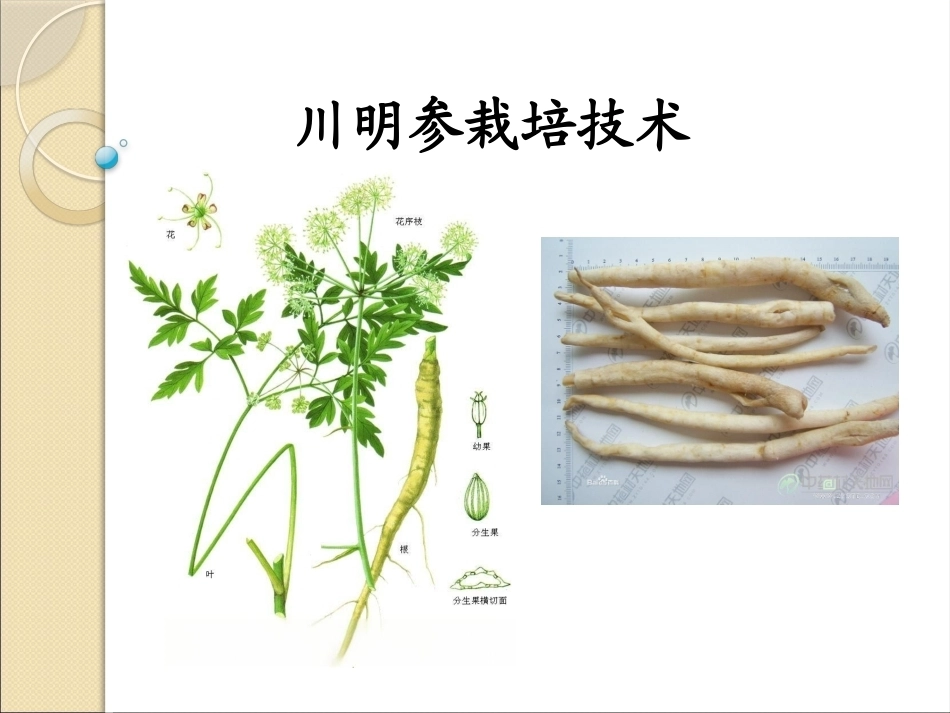 特种经济作物栽培技术微课版（第2版）：川明参栽培技术PPT教学课件.pptx_第1页