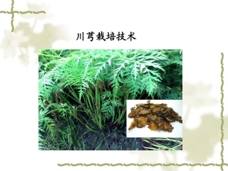 特种经济作物栽培技术微课版（第2版）：川芎栽培技术PPT教学课件.ppt