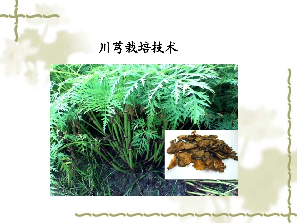 特种经济作物栽培技术微课版（第2版）：川芎栽培技术PPT教学课件.ppt_第1页