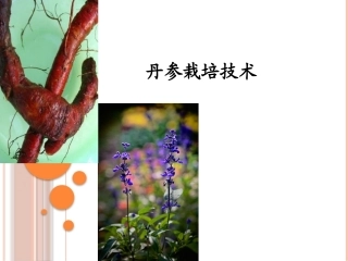 特种经济作物栽培技术微课版（第2版）：丹参栽培技术PPT教学课件.pptx