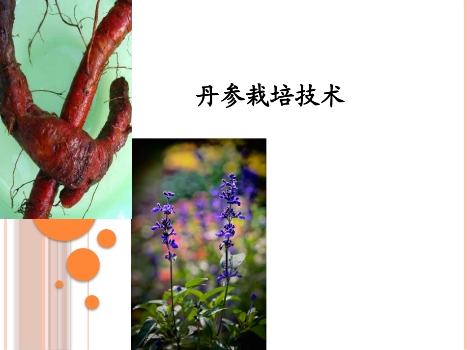 特种经济作物栽培技术微课版（第2版）：丹参栽培技术PPT教学课件.pptx_第1页