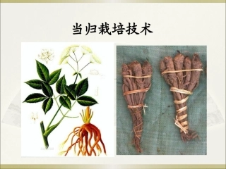 特种经济作物栽培技术微课版（第2版）：当归栽培技术.pptPPT教学课件.pptx
