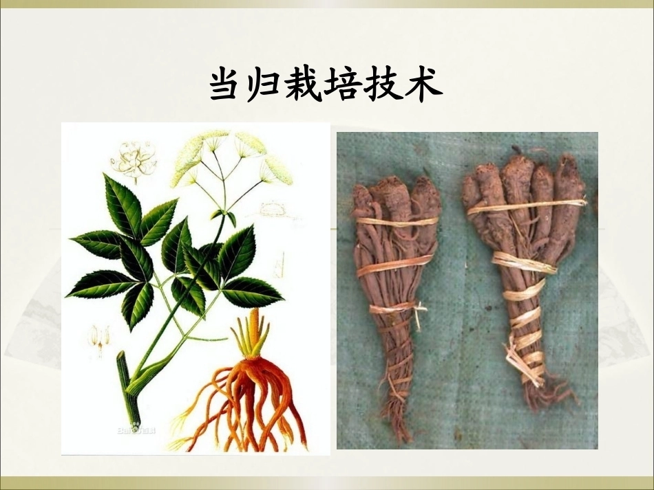 特种经济作物栽培技术微课版（第2版）：当归栽培技术.pptPPT教学课件.pptx_第1页