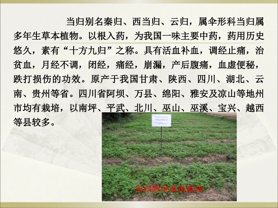 特种经济作物栽培技术微课版（第2版）：当归栽培技术.pptPPT教学课件.pptx_第2页