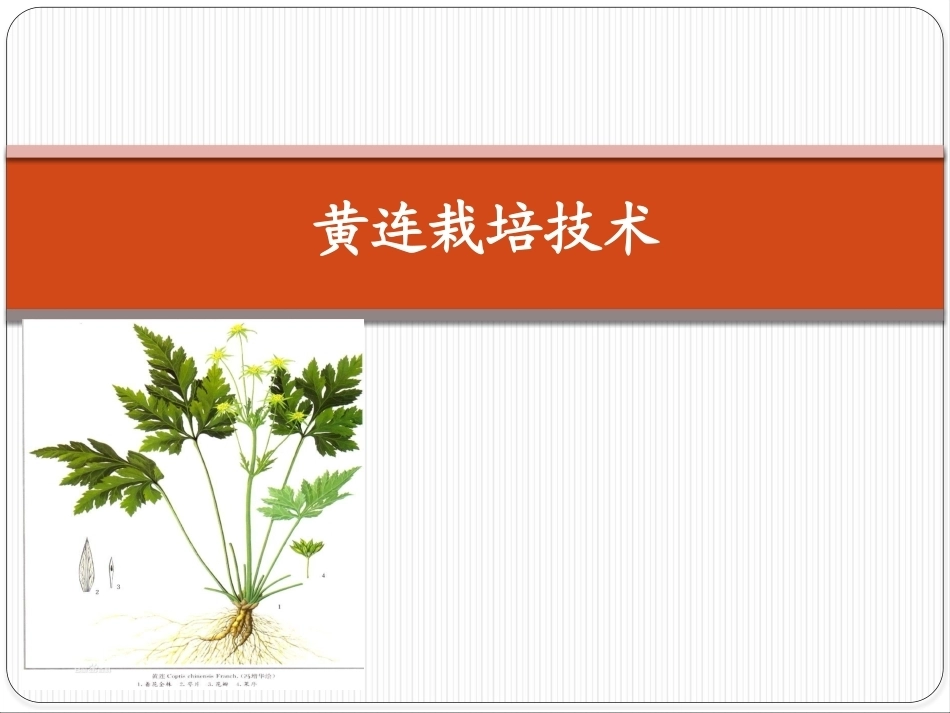 特种经济作物栽培技术微课版（第2版）：黄连栽培技术PPT教学课件.pptx_第1页