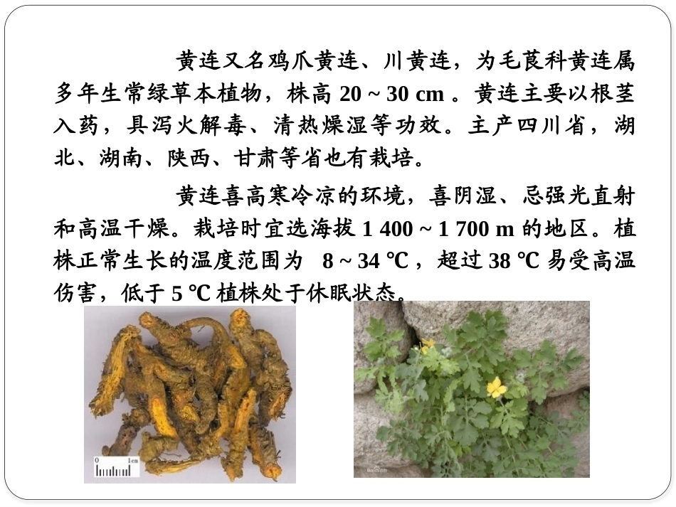 特种经济作物栽培技术微课版（第2版）：黄连栽培技术PPT教学课件.pptx_第2页