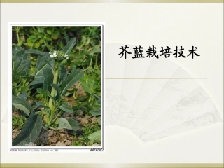 特种经济作物栽培技术微课版（第2版）：芥蓝栽培技术PPT教学课件.pptx