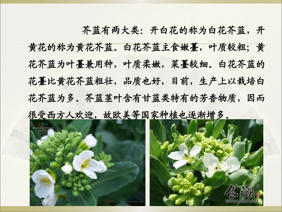 特种经济作物栽培技术微课版（第2版）：芥蓝栽培技术PPT教学课件.pptx_第3页