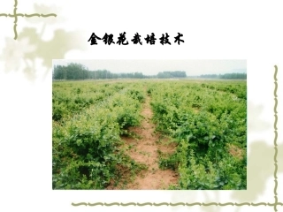 特种经济作物栽培技术微课版（第2版）：金银花栽培技术PPT教学课件.ppt