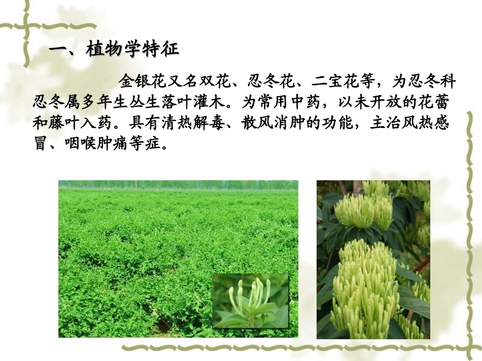 特种经济作物栽培技术微课版（第2版）：金银花栽培技术PPT教学课件.ppt_第2页