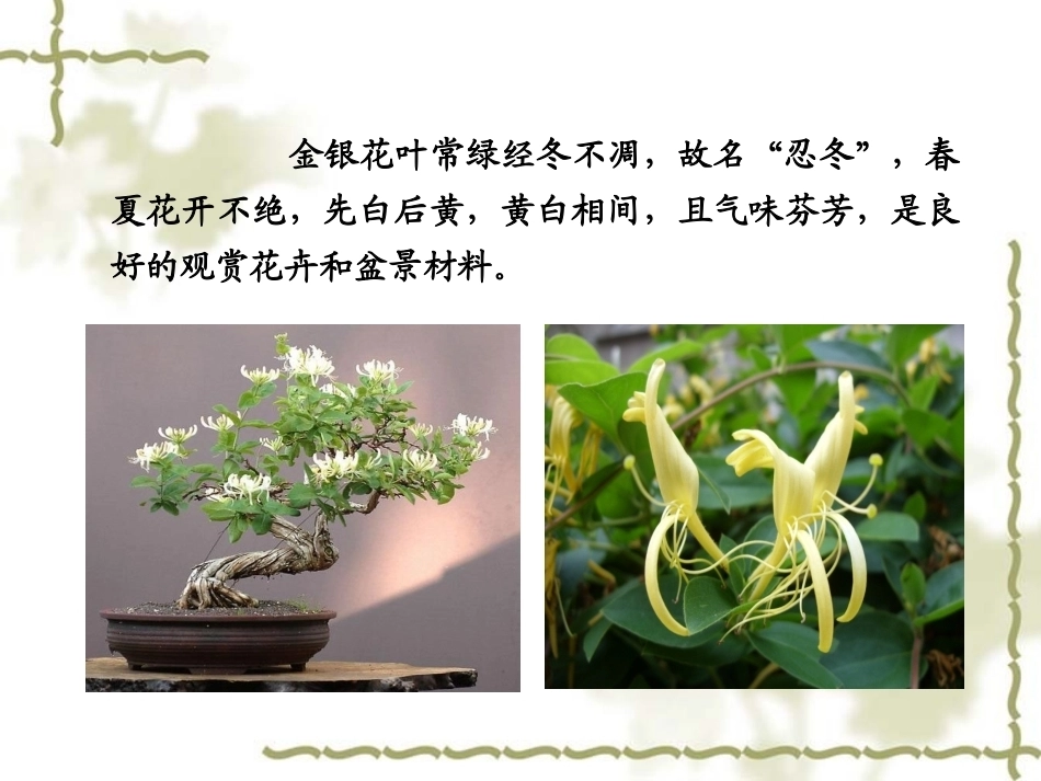 特种经济作物栽培技术微课版（第2版）：金银花栽培技术PPT教学课件.ppt_第3页