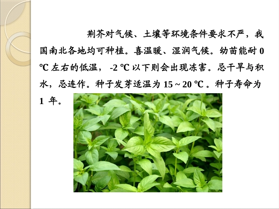 特种经济作物栽培技术微课版（第2版）：荆芥栽培技术PPT教学课件.pptx_第3页