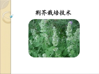 特种经济作物栽培技术微课版（第2版）：荆芥栽培技术PPT教学课件.pptx
