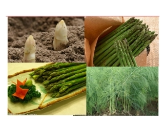 特种经济作物栽培技术微课版（第2版）：芦笋栽培技术PPT教学课件.ppt