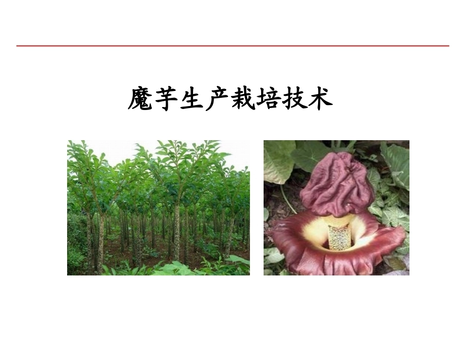 特种经济作物栽培技术微课版（第2版）：魔芋栽培技术PPT教学课件.ppt_第1页