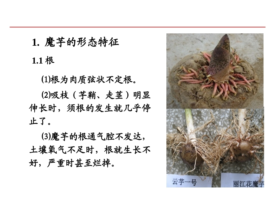 特种经济作物栽培技术微课版（第2版）：魔芋栽培技术PPT教学课件.ppt_第3页