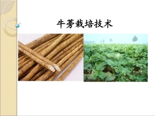 特种经济作物栽培技术微课版（第2版）：牛蒡栽培技术PPT教学课件.pptx