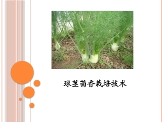 特种经济作物栽培技术微课版（第2版）：球茎茴香栽培技术PPT教学课件.pptx