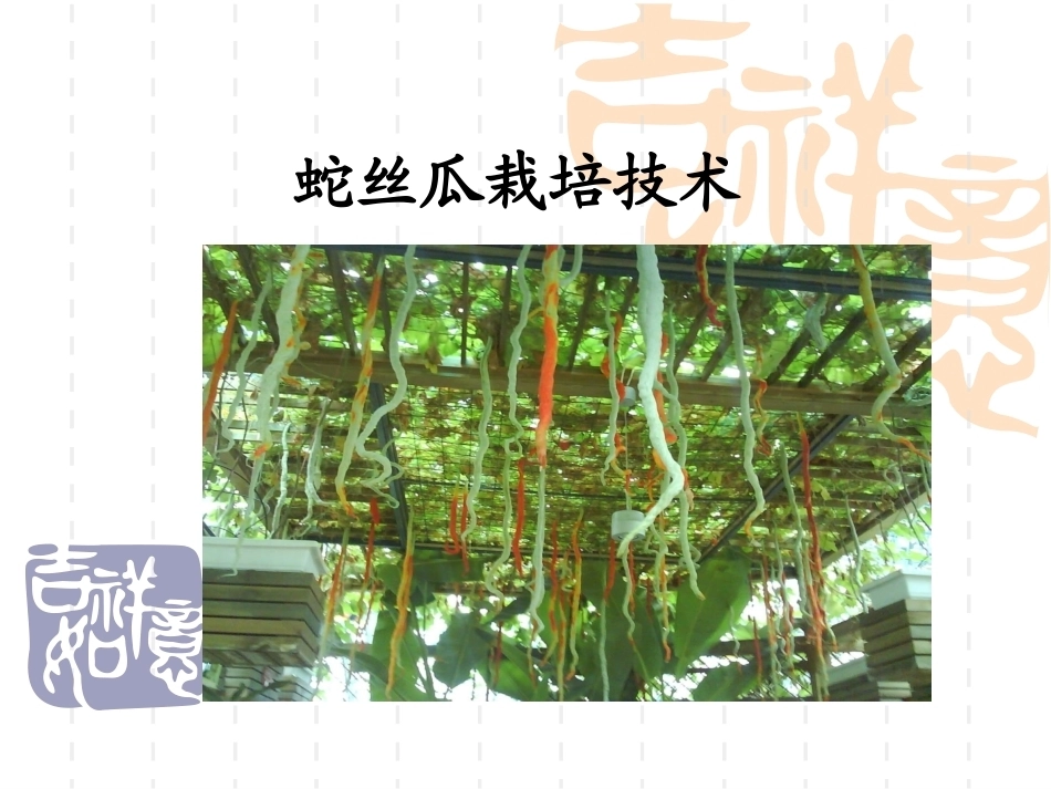 特种经济作物栽培技术微课版（第2版）：蛇丝瓜栽培技术PPT教学课件.ppt_第1页